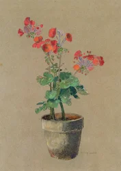 Geraniums in a Pot